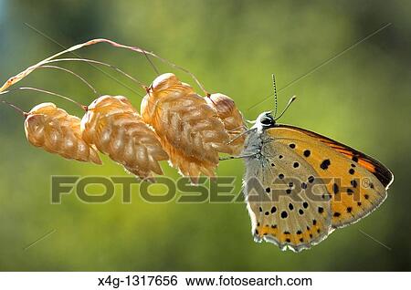 Stock Photograph - Purple-Shot Copper Lycaena alciphron on Large quaking-grass Briza maxima. Fotosearch