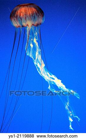 Purple-Stripped Jellyfish, pelagia noctiluca. View Large Photo Image Stock Photo - Purple-Stripped Jellyfish, pelagia noctiluca.. Fotosearch