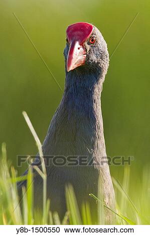 Purple swamp-hen porphyrio porphyrio Spain View Large Photo Image Stock Image - Purple swamp-hen porphyrio porphyrio Spain. Fotosearch