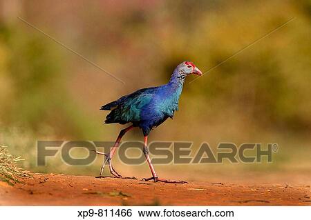Purple Swamphen. Bangalore, Karnataka, India View Large Photo Image Stock Photograph - Purple Swamphen. Bangalore, Karnataka, India. Fotosearch