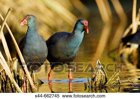 Purple Swamphen (Porphyrio porphyrio). Doana National Park. Huelva. Andalucia. Spain. View Large Photo Image Stock Photography - Purple Swamphen (Porphyrio porphyrio). Doana National Park. Huelva. Andalucia. Spain.. Fotosearch