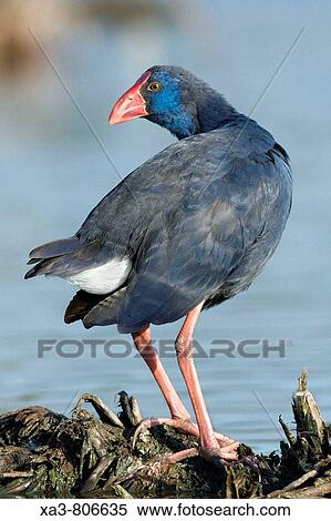 Purple swamphen, Porphyrio porphyrio View Large Photo Image Stock Photography - Purple swamphen, Porphyrio porphyrio. Fotosearch