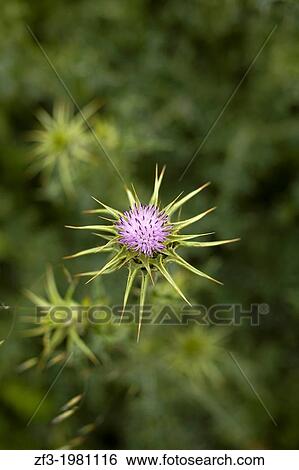 Purple thistles. View Large Photo Image Stock Photograph - Purple thistles.. Fotosearch