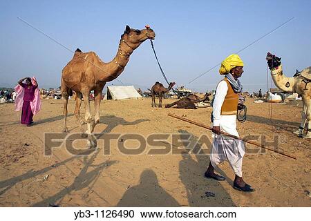 Pushkar Camel Festival, Rajasthan, India View Large Photo Image Stock Image - Pushkar Camel Festival, Rajasthan, India. Fotosearch