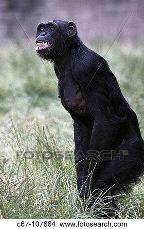 Picture - Pygmy Chimpanzee (Pan paniscus). Fotosearch
