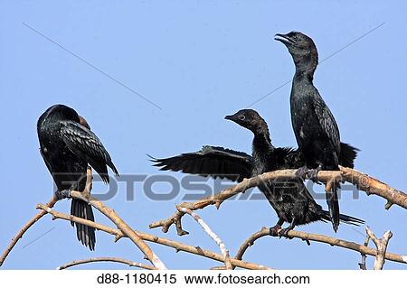 Pygmy Cormorant in Flooded Forest Kerkini Lake Greece Microcarbo pygmaeus Order: Pelecaniformes Family: Phalacrocoracidae. View Large Photo Image Stock Photography - Pygmy Cormorant in Flooded Forest Kerkini Lake Greece Microcarbo pygmaeus Order: Pelecaniformes Family: Phalacrocoracidae.. Fotosearch