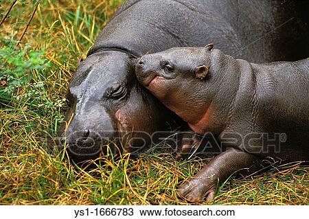 Pygmy Hippopotamus, choeropsis liberiensis, Female with Young Sleeping View Large Photo Image Stock Image - Pygmy Hippopotamus, choeropsis liberiensis, Female with Young Sleeping. Fotosearch