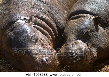 pygmy hippopotamus Choeropsis liberiensis resting. Park of Nature. Cabarceno, Cantabria, Spain View Large Photo Image Stock Photo - pygmy hippopotamus Choeropsis liberiensis resting. Park of Nature. Cabarceno, Cantabria, Spain. Fotosearch