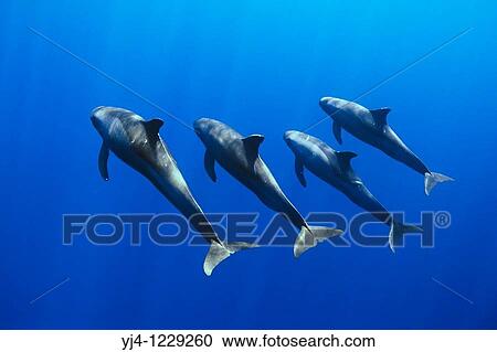 Stock Image - pygmy killer whales, Feresa attenuata, Kona Coast, Big Island, Hawaii, USA, Pacific Ocean. Fotosearch