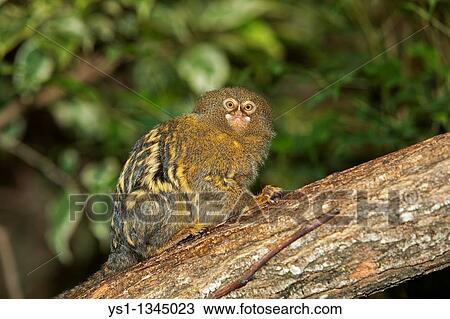 PYGMY MARMOSET callithrix pygmaea, ADULT STANDING ON BRANCH View Large Photo Image Stock Image - PYGMY MARMOSET callithrix pygmaea, ADULT STANDING ON BRANCH. Fotosearch