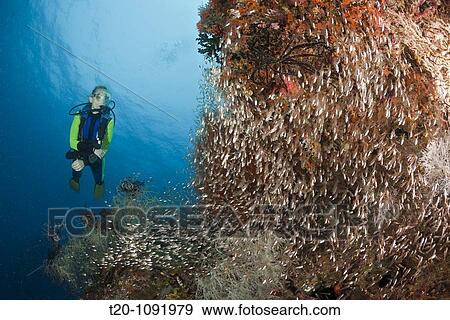 Pygmy Sweeper and Scuba Diver, Parapriacanthus ransonneti, Raja Ampat, West Papua, Indonesia View Large Photo Image Stock Photo - Pygmy Sweeper and Scuba Diver, Parapriacanthus ransonneti, Raja Ampat, West Papua, Indonesia. Fotosearch