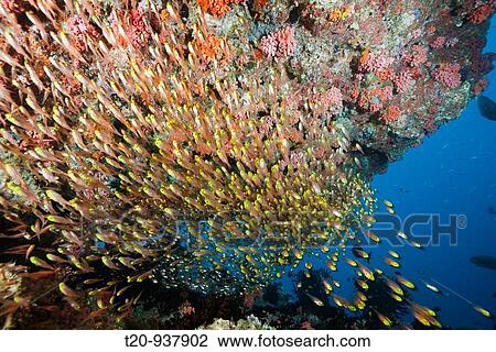 Pygmy Sweeper in Coral Reef, Parapriacanthus, Ellaidhoo House Reef, North Ari Atoll, Maldives View Large Photo Image Stock Image - Pygmy Sweeper in Coral Reef, Parapriacanthus, Ellaidhoo House Reef, North Ari Atoll, Maldives. Fotosearch