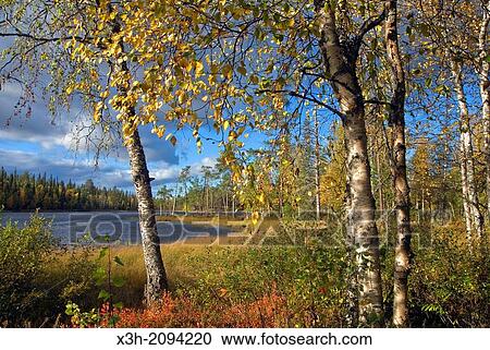 Pyha-Luosto National Park, Lapland, Finland, Northern Europe. View Large Photo Image Stock Image - Pyha-Luosto National Park, Lapland, Finland, Northern Europe.. Fotosearch