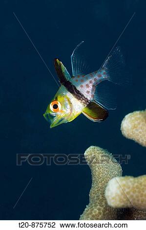 Pyjama Cardinalfish, Sphaeramia nematoptera, Micronesia, Palau View Large Photo Image Stock Image - Pyjama Cardinalfish, Sphaeramia nematoptera, Micronesia, Palau. Fotosearch