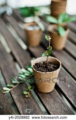 Stock Image - Pyracantha and pot.. Fotosearch