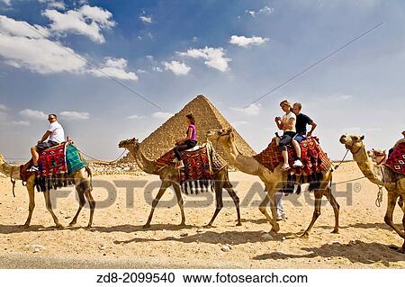 pyramids and camels in cairo. View Large Photo Image Stock Image - pyramids and camels in cairo.. Fotosearch
