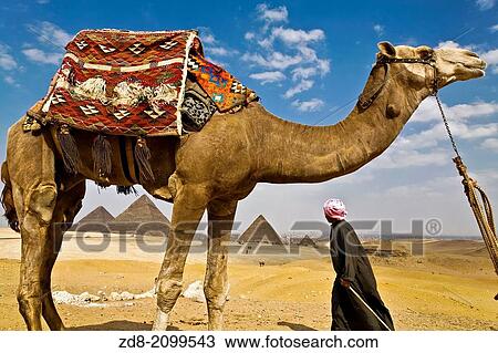 pyramids and camels in cairo. View Large Photo Image Stock Image - pyramids and camels in cairo.. Fotosearch