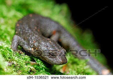 Stock Image - Pyrenean newt Calotriton asper in Irati forest, Navarra, Spain. Fotosearch