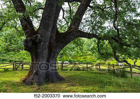 Pyrenean oak of Romanejo, Ambroz Valley, CBceres, Extremadura, Spain, Europe. View Large Photo Image Stock Image - Pyrenean oak of Romanejo, Ambroz Valley, CBceres, Extremadura, Spain, Europe.. Fotosearch