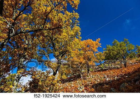 Picture - PYRENEAN OAK - ROBLE REBOLLO Quercus pyrenaica, Ambroz valley, C? iceres, Extremadura, Spain, Europe. Fotosearch