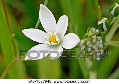 Pyrenes Star of Bethlehem, Ornithogalum umbellatum, Caryophyllaceae Sleepydick Small white wild flower Toxic plant Listed in US agriculture as noxious weed and invasive plant Used in aroma therapy View Large Photo Image Stock Photo - Pyrenes Star of Bethlehem, Ornithogalum umbellatum, Caryophyllaceae Sleepydick Small white wild flower Toxic plant Listed in US agriculture as noxious weed and invasive plant Used in aroma therapy. Fotosearch