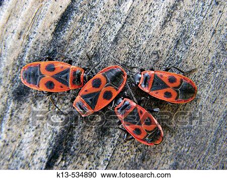 Stock Image - Pyrrhocoris apterus.. Fotosearch