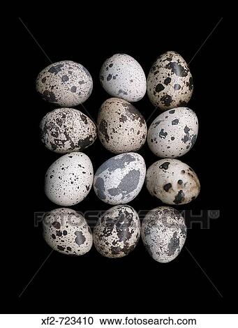 Quail eggs View Large Photo Image Stock Image - Quail eggs. Fotosearch