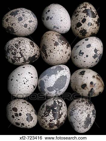 Stock Photograph - Quail eggs. Fotosearch