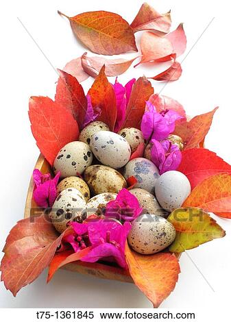 Quail eggs View Large Photo Image Stock Photography - Quail eggs. Fotosearch