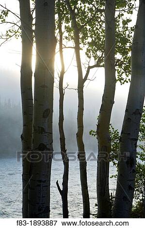 Quaking Aspen trees Populus tremuloides beside the Nenana River, just outside Denali National Park, Alaska, USA, early morning fog, late August View Large Photo Image Stock Photo - Quaking Aspen trees Populus tremuloides beside the Nenana River, just outside Denali National Park, Alaska, USA, early morning fog, late August. Fotosearch
