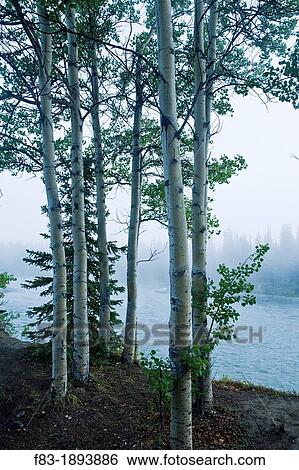 Stock Photograph - Quaking Aspen trees Populus tremuloides beside the Nenana River, just outside Denali National Park, Alaska, USA, early morning fog, late August. Fotosearch