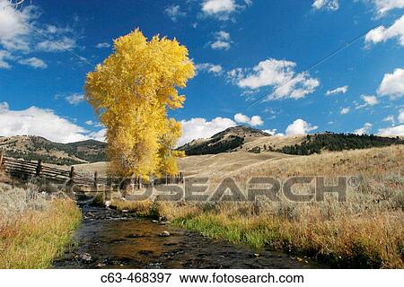 Quaking Aspens in Yellowstone National Park, Wyoming, USA. View Large Photo Image Stock Photo - Quaking Aspens in Yellowstone National Park, Wyoming, USA.. Fotosearch