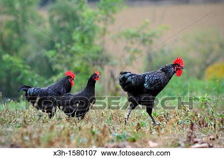 Quatre Graces farm, Beaumarches, Gers department, Midi-Pyrenees, southwest of France, Europe View Large Photo Image Stock Photo - Quatre Graces farm, Beaumarches, Gers department, Midi-Pyrenees, southwest of France, Europe. Fotosearch