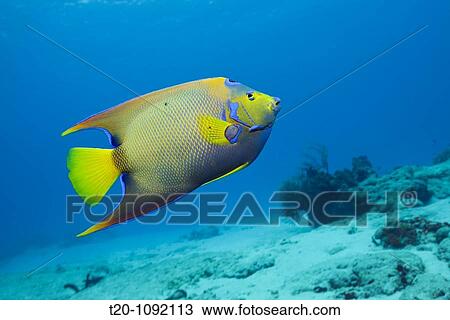 Queen Angelfish, Holacanthus ciliaris, Cozumel, Caribbean Sea, Mexico View Large Photo Image Stock Image - Queen Angelfish, Holacanthus ciliaris, Cozumel, Caribbean Sea, Mexico. Fotosearch