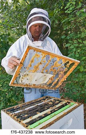 Stock Photo - Queen excluder used between supers ( single boxes ) to isolate queen bee in lower portion of hive from honey bearing supers which are to be harvested. Paper towel which has been soaked in mineral oil, is used to help the bees combat mites.. Fotosearch