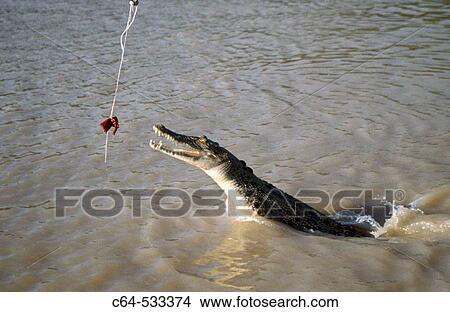 Queensland. Australia. View Large Photo Image Picture - Queensland. Australia.. Fotosearch