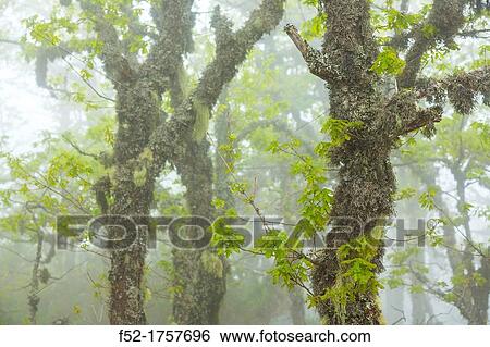 Quercus, Fuentes del Narcea, Degaa e Ibias Natural Park, Asturias, Spain, Europe. View Large Photo Image Stock Photograph - Quercus, Fuentes del Narcea, Degaa e Ibias Natural Park, Asturias, Spain, Europe.. Fotosearch