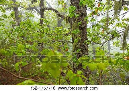 Quercus, Fuentes del Narcea, Degaa e Ibias Natural Park, Asturias, Spain, Europe. View Large Photo Image Stock Photograph - Quercus, Fuentes del Narcea, Degaa e Ibias Natural Park, Asturias, Spain, Europe.. Fotosearch