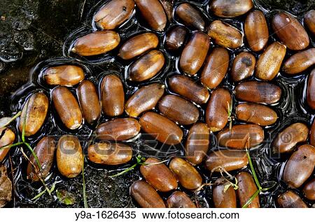 Quercus robur acorns, autumn, Lima river, Minho, Braga, Portugal View Large Photo Image Stock Photography - Quercus robur acorns, autumn, Lima river, Minho, Braga, Portugal. Fotosearch