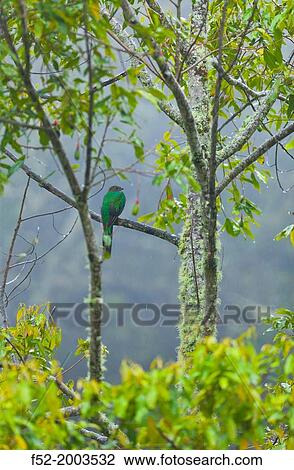 Stock Image - QUETZAL (Pharomachrus mocinno) Cloud Forest, Savegre River Valley, San Gerardo de Dota Village, Talamanca Range, Costa Rica, Central America, America.. Fotosearch