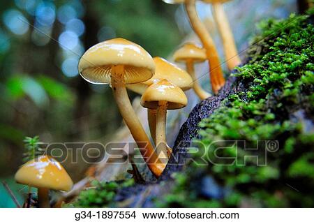 Picture - Quinault Fungi 1. Fotosearch
