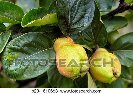 Quince View Large Photo Image Stock Image - Quince. Fotosearch