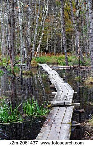 Quincy Bog Natural Area in Rumney, New Hampshire USA during the autumn months. This natural area is a 50 acre preserve owned by the Rumney Ecological Systems (non-profit organization). View Large Photo Image Stock Photo - Quincy Bog Natural Area in Rumney, New Hampshire USA during the autumn months. This natural area is a 50 acre preserve owned by the Rumney Ecological Systems (non-profit organization).. Fotosearch