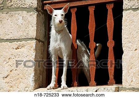 Stock Image - Quintanilla de Ebro. Burgos province. Castile-Leon. Spain. Fotosearch