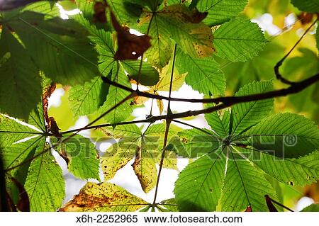 quintessentially Autumn the bold horse chestnut tree - nature's seasonal cycle. View Large Photo Image Stock Photography - quintessentially Autumn the bold horse chestnut tree - nature's seasonal cycle.. Fotosearch
