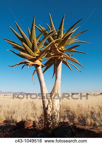 Quiver Tree Aloe dichotoma - Formerly the hollowed out branches of these trees were used as quivers by the Bushmen Planted young tree at a lodge at the edge of the southern Namib Desert Namibia View Large Photo Image Stock Photo - Quiver Tree Aloe dichotoma - Formerly the hollowed out branches of these trees were used as quivers by the Bushmen Planted young tree at a lodge at the edge of the southern Namib Desert Namibia. Fotosearch