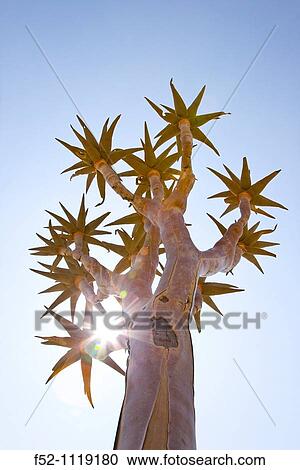 Quiver tree (Aloe dichotoma), Namib-Naukluft National Park, Namibia View Large Photo Image Stock Image - Quiver tree (Aloe dichotoma), Namib-Naukluft National Park, Namibia. Fotosearch