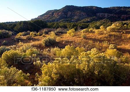 Rabbit brush flowers in bloom at sunset, Coral Pink Sand Dunes State Park, near Kanab, Kane County, Southern Utah View Large Photo Image Stock Image - Rabbit brush flowers in bloom at sunset, Coral Pink Sand Dunes State Park, near Kanab, Kane County, Southern Utah. Fotosearch