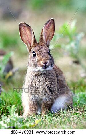 Stock Image - Rabbit. (Oryctolagus cuniculus).. Fotosearch