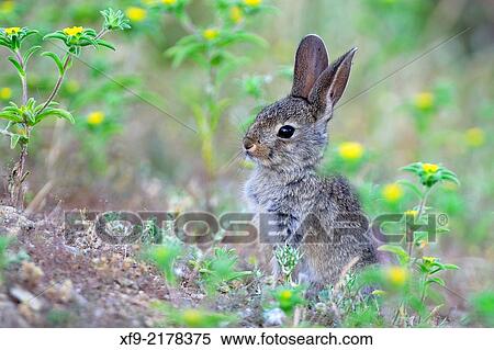 Rabbit. Oryctolagus cuniculus. Extremadura. Spain. View Large Photo Image Stock Photography - Rabbit. Oryctolagus cuniculus. Extremadura. Spain.. Fotosearch